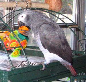 Timneh parrot African Grey Parrot Timneh African Grey