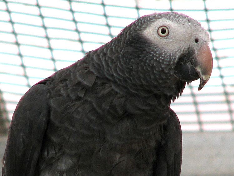 Timneh parrot Timneh African Grey from Priam Parrot Breeding