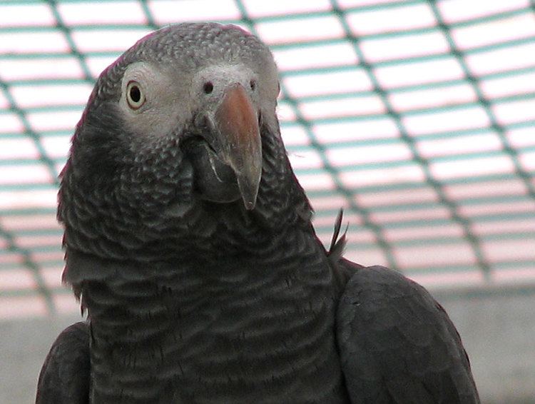 Timneh parrot Timneh African Grey from Priam Parrot Breeding