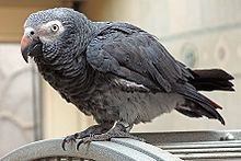 Timneh parrot httpsuploadwikimediaorgwikipediacommonsthu