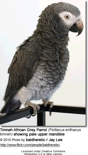 Timneh parrot Sierra Leone Grey Parrot Timneh African Grey Parrot or TAG