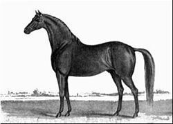 Timoleon (horse) httpsuploadwikimediaorgwikipediacommonsthu