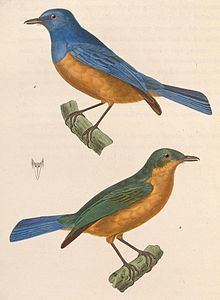 Timor blue flycatcher httpsuploadwikimediaorgwikipediacommonsthu