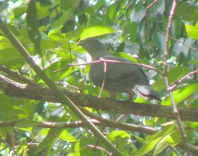 Timor imperial pigeon orientalbirdimagesorgimagesdatatimorimperial