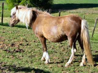 Timor Pony TIMOR PONIES