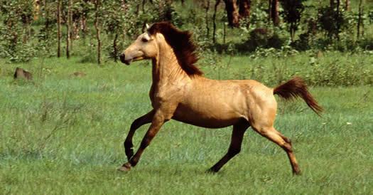 Timor Pony Timor Pony aka Flores