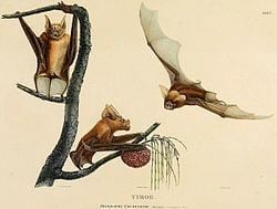 Timor roundleaf bat httpsuploadwikimediaorgwikipediacommonsthu