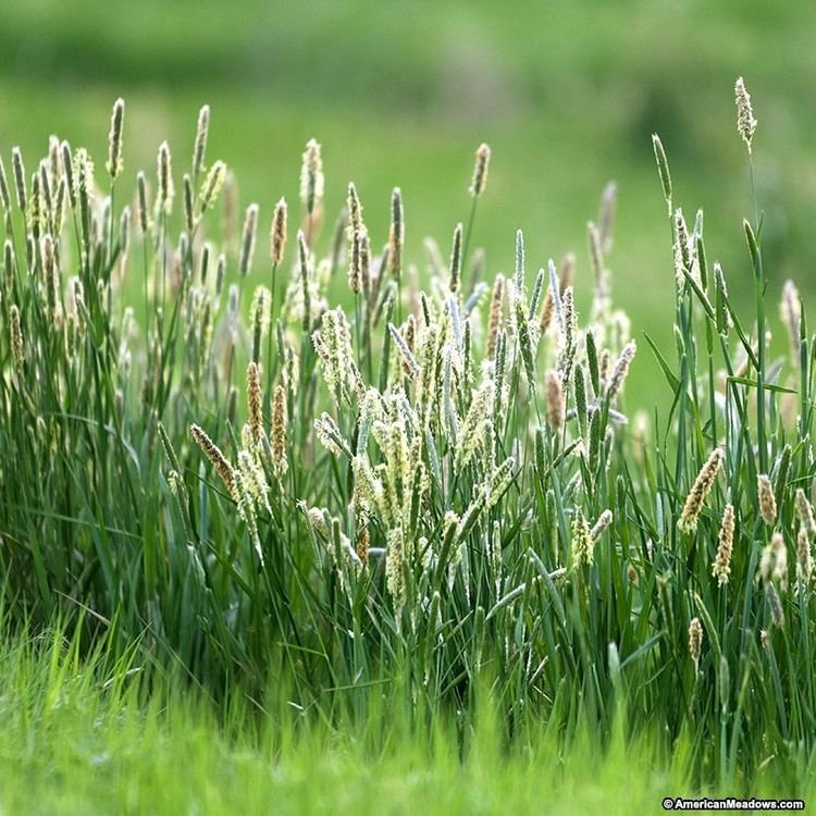 Timothy-grass Timothy Grass Seeds American Meadows