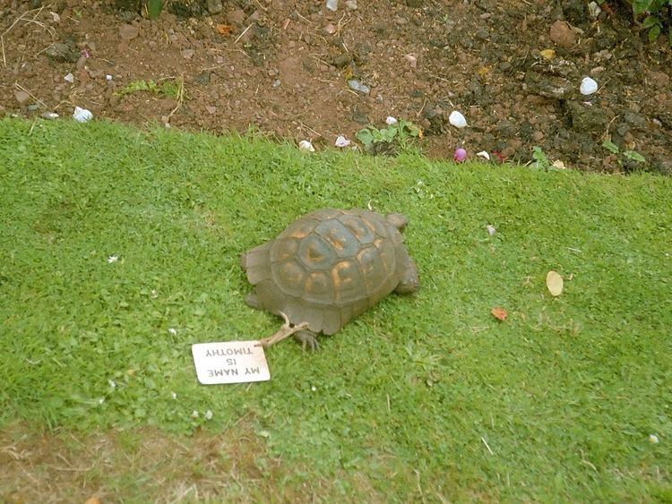 Timothy (tortoise)