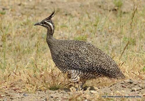 Tinamou Elegant CrestedTinamou