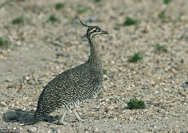 Tinamou antpittacom Photo Gallery Tinamous