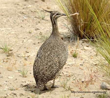 Tinamou Elegant CrestedTinamou