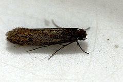Tinea (moth) httpsuploadwikimediaorgwikipediacommonsthu