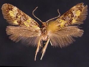Tineidae Moth Photographers Group Tineidae sp 043499