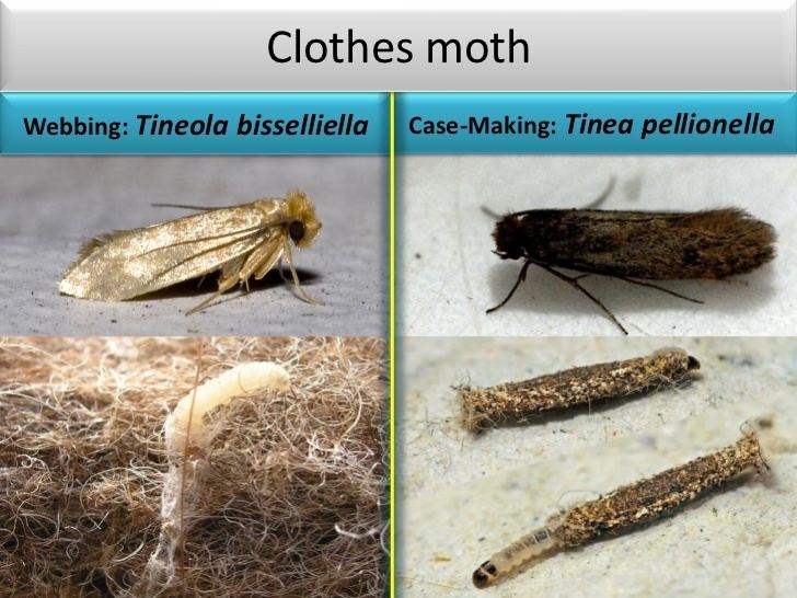 Tineola bisselliella Cothes moth Tineola bisselliella