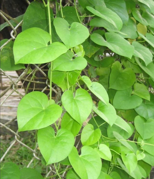 Tinospora cordifolia Guduchi Tinospora Cordifolia Herb for Urinary Infection Treatment