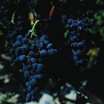 Tinta Barroca Kobrand Wine amp Spirits Education Grape Glossary Tinta Barroca