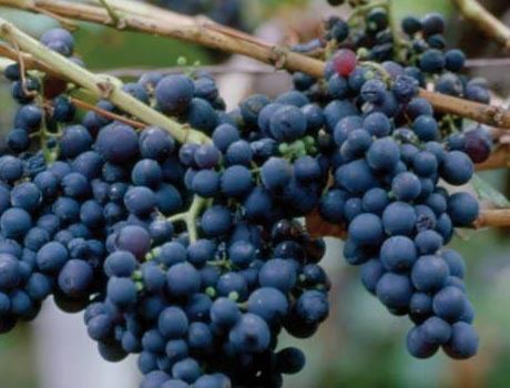 Tinta Negra Mole Grape Varietals Blandy39s Madeira Quality Madeira wine since 1811