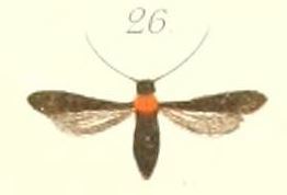 Tinthia ruficollaris