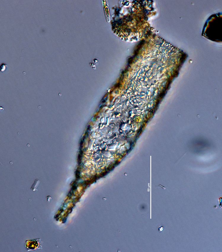 Tintinnid EOS Phytoplankton Encyclopedia Project