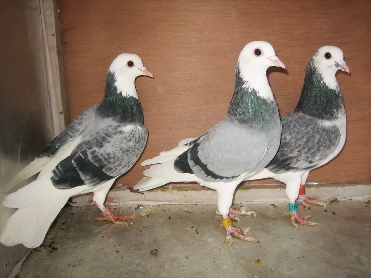 Tippler 10 images about My Flying Tippler Pigeons on Pinterest Home The
