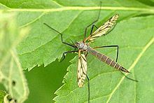 Tipula excisa httpsuploadwikimediaorgwikipediacommonsthu