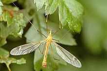 Tipula fascipennis httpsuploadwikimediaorgwikipediacommonsthu