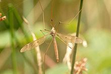 Tipula fulvipennis httpsuploadwikimediaorgwikipediacommonsthu