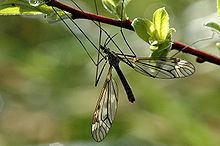 Tipula hortorum httpsuploadwikimediaorgwikipediacommonsthu