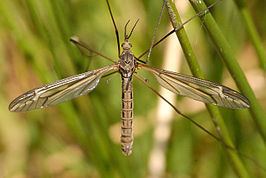 Tipula lateralis httpsuploadwikimediaorgwikipediacommonsthu