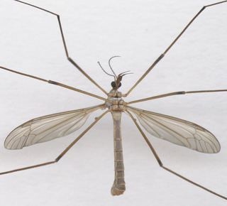 Tipula paludosa Tipula paludosa European crane fly Discover Life