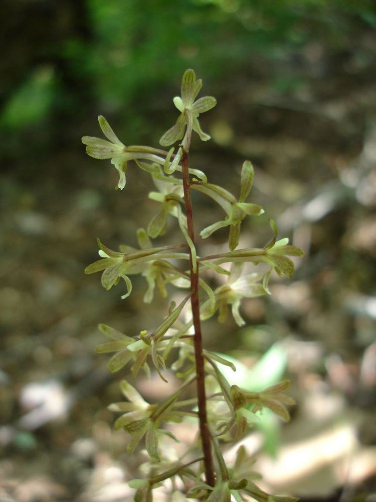 Tipularia discolor Cranefly Orchid