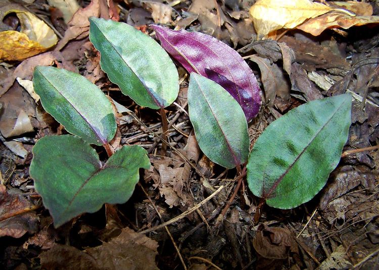 Tipularia discolor Orchidaceae Tipularia discolor Crainfly Orchids Flickr