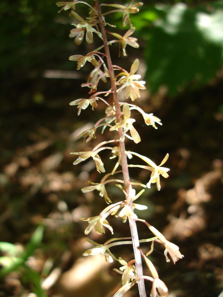 Tipularia discolor Cranefly Orchid