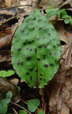 Tipularia discolor Tipularia discolor page