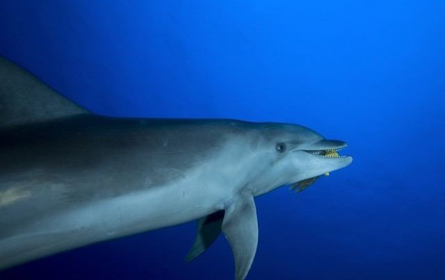 Tiputa Pass Diving with dolphins at Tiputa Pass Scuba Diving Reviews amp Blog