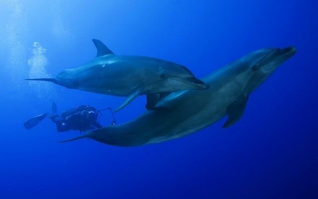 Tiputa Pass Diving with dolphins at Tiputa Pass Scuba Diving Reviews amp Blog