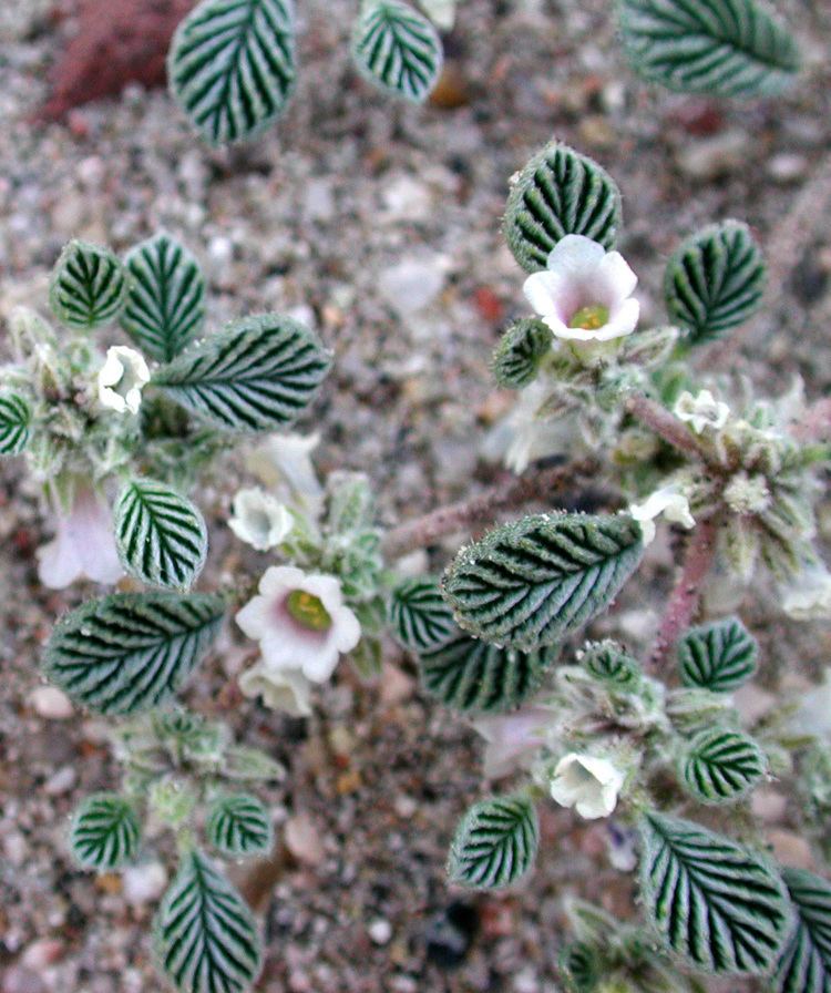 Tiquilia FileTiquilia plicata flowersjpg Wikimedia Commons