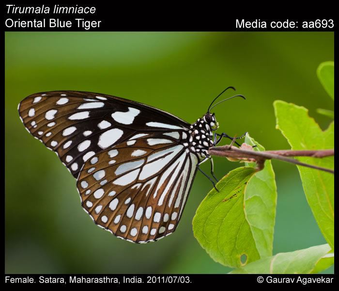 Tirumala limniace Tirumala limniace Blue Tiger Butterflies of India