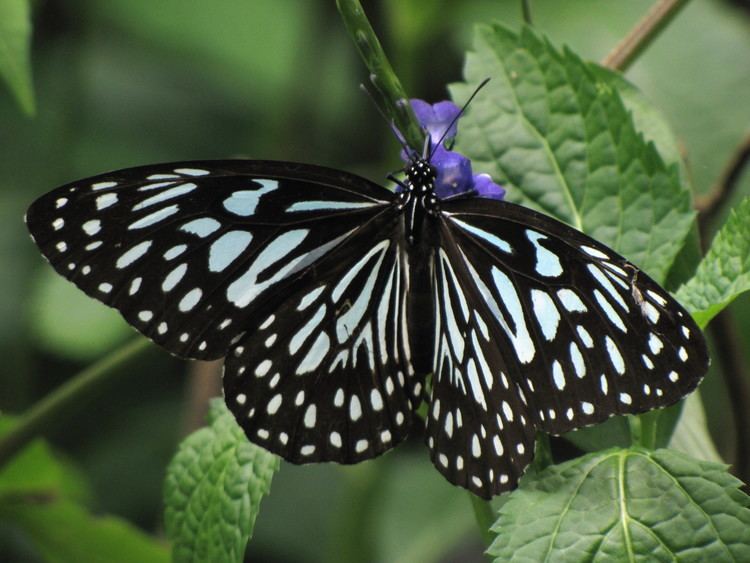 Tirumala septentrionis FileDark Blue Tiger or Tirumala Septentrionis from Kooveryjpg