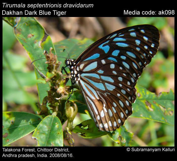 Tirumala septentrionis Tirumala septentrionis Dark Blue Tiger Butterflies of India