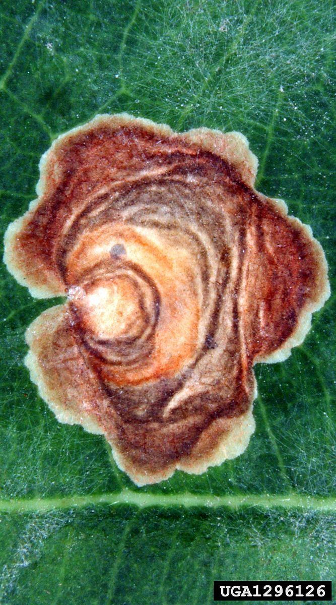 Tischeria dodonea