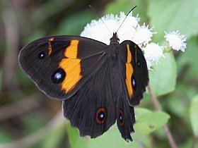 Tisiphone abeona Website of Tobias Westmeier Nature Butterflies of Australia