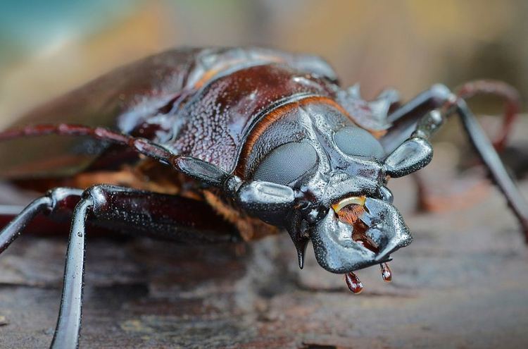 Titan beetle 5 Interesting Facts About Titan Beetles Hayden39s Animal Facts