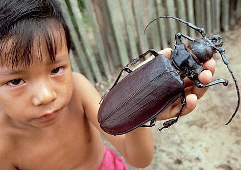 Titan beetle Titan Beetle World39s Largest Beetle Animal Pictures and Facts