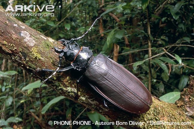 Titan beetle Titan beetle videos photos and facts Titanus giganteus ARKive