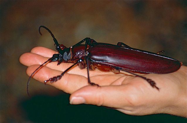 Titan beetle Titan beetle 10 of the largest insects in the world MNN Mother