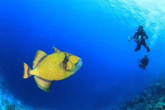 Titan triggerfish Creature Feature Diving with Titan Triggerfish