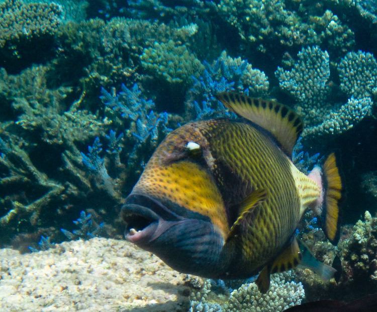 Titan triggerfish Does the Titan Triggerfish Attack Divers Reeftraveler