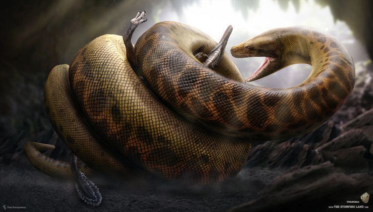 Titanoboa Titanoboa Facts and Pictures